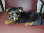 Silky Terrier Puppies - Silky Terrier Dog