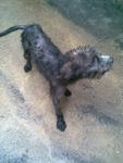 Mett(A) Melaka - Poodle + Pit Bull Terrier Dog