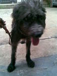 Mett(A) Melaka - Poodle + Pit Bull Terrier Dog