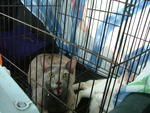 meow..i wanna go 2 the vet for vaccine and take Aril home, can aa mummy...