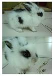 PF5567 - Lionhead Rabbit