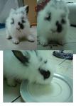 PF5567 - Lionhead Rabbit