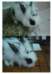 PF5567 - Lionhead Rabbit