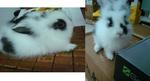 PF5567 - Lionhead Rabbit