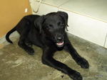 Ah9 - Labrador Retriever Mix Dog