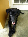 Ah9 - Labrador Retriever Mix Dog