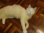 Dony - Domestic Long Hair Cat