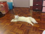 Dony - Domestic Long Hair Cat