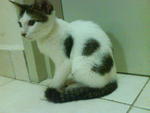 Ms Spotty Aka Emet - Domestic Short Hair Cat