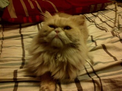 Boboy - Persian Cat