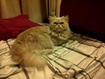 Boboy - Persian Cat