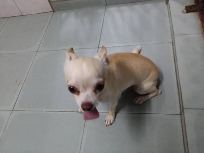 Armani - Chihuahua Dog