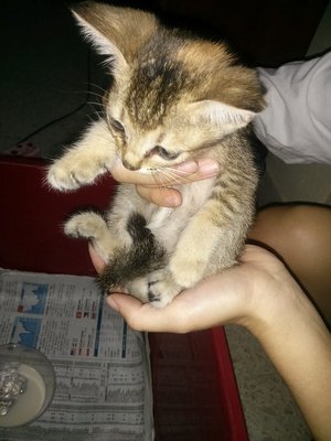 Kitten For Adoption - Domestic Short Hair Cat