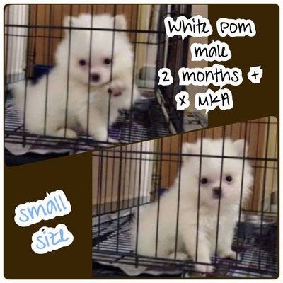 Small Size White Pomeranian - Pomeranian Dog