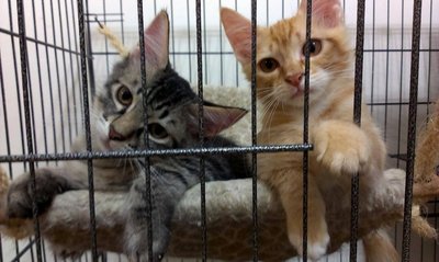 Oyen N Stripe - Domestic Medium Hair Cat