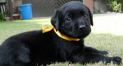 Labrador - Labrador Retriever Dog