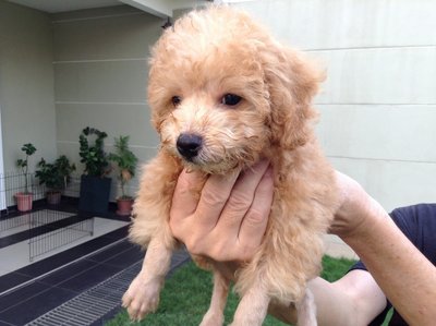 Toy Poodle Apricot - Poodle Dog