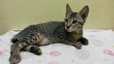 Domot - Domestic Short Hair Cat