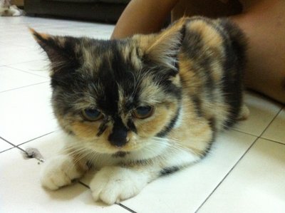 Jessy - American Shorthair Cat