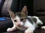 Kitten For Adoption - Domestic Short Hair Cat