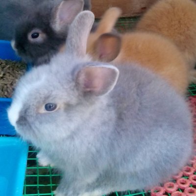 May - Lionhead + Angora Rabbit Rabbit