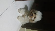 Rico Lim - Poodle Dog