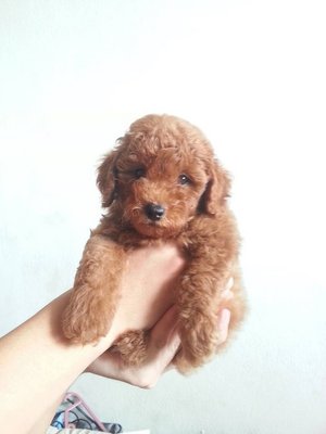 Quality Super Red Toy Poodle - Poodle Dog