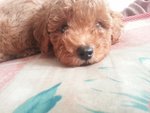 Quality Super Red Toy Poodle - Poodle Dog