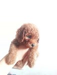 Quality Super Red Toy Poodle - Poodle Dog