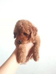 Quality Super Red Toy Poodle - Poodle Dog