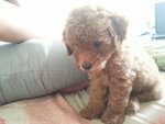 Quality Super Red Toy Poodle - Poodle Dog