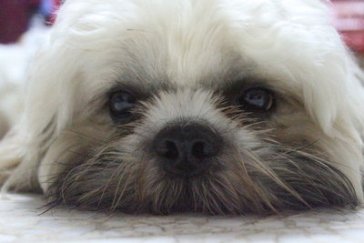 Tucson Richard  - Shih Tzu Dog