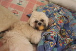 Tucson Richard  - Shih Tzu Dog