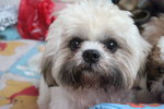 Tucson Richard  - Shih Tzu Dog