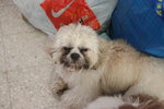 Tucson Richard  - Shih Tzu Dog