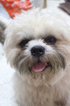 Tucson Richard  - Shih Tzu Dog