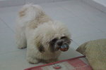 Tucson Richard  - Shih Tzu Dog