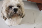 Tucson Richard  - Shih Tzu Dog