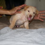 Puppy 1 - Male - ( Available )