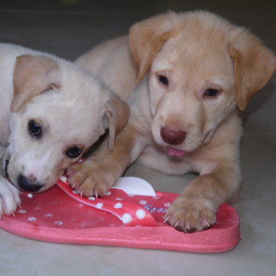 4 Pups 8 Weeks  - Mixed Breed Dog