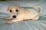 Puppy 3 - Female ( Available )