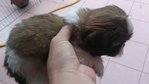 Shih Tzu 1 Male For Sale - Shih Tzu Dog