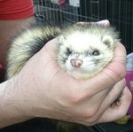 Ferret Female For Sale !! - Ferret Small & Furry