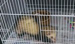 Ferret Female For Sale !! - Ferret Small & Furry