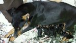 Doberman Puppies For Sale !! - Doberman Pinscher Dog