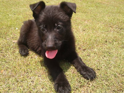 Black German Shepherd For Sale   - German Shepherd Dog Dog