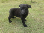 Black German Shepherd For Sale   - German Shepherd Dog Dog