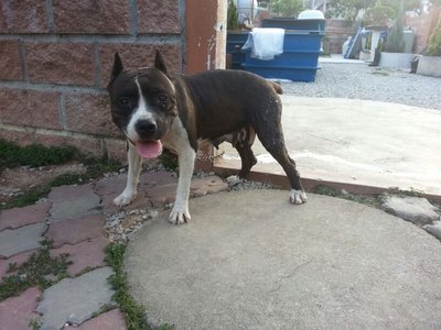 American Bully 2 Female Adult  !! - Pit Bull Terrier Dog