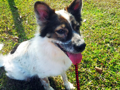 Heidi - Australian Shepherd Mix Dog