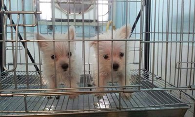 2 West Highland Terrier - West Highland White Terrier Westie Dog